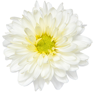 Chrysanthemum white Herbasol® Extract Glycerine SB